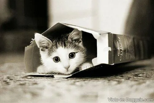 GATITOS LINDOS Y TIERNOS | TODO PARA FACEBOOK IMAGENES PARA ...