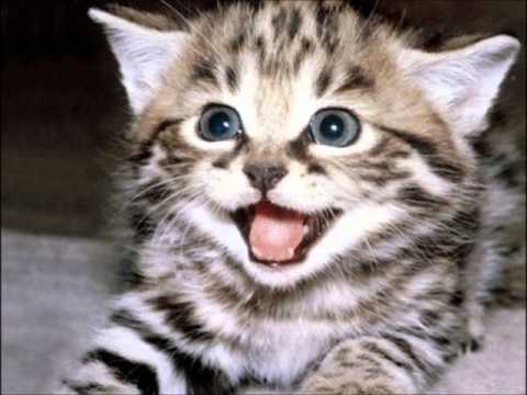 GATITOS LINDOS Y TIERNOS. - YouTube