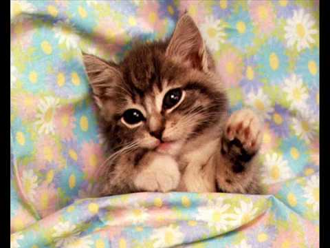 Gatitos lindos - YouTube