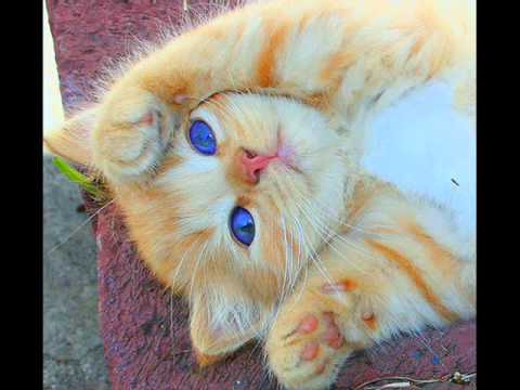 gatitos lindos - YouTube