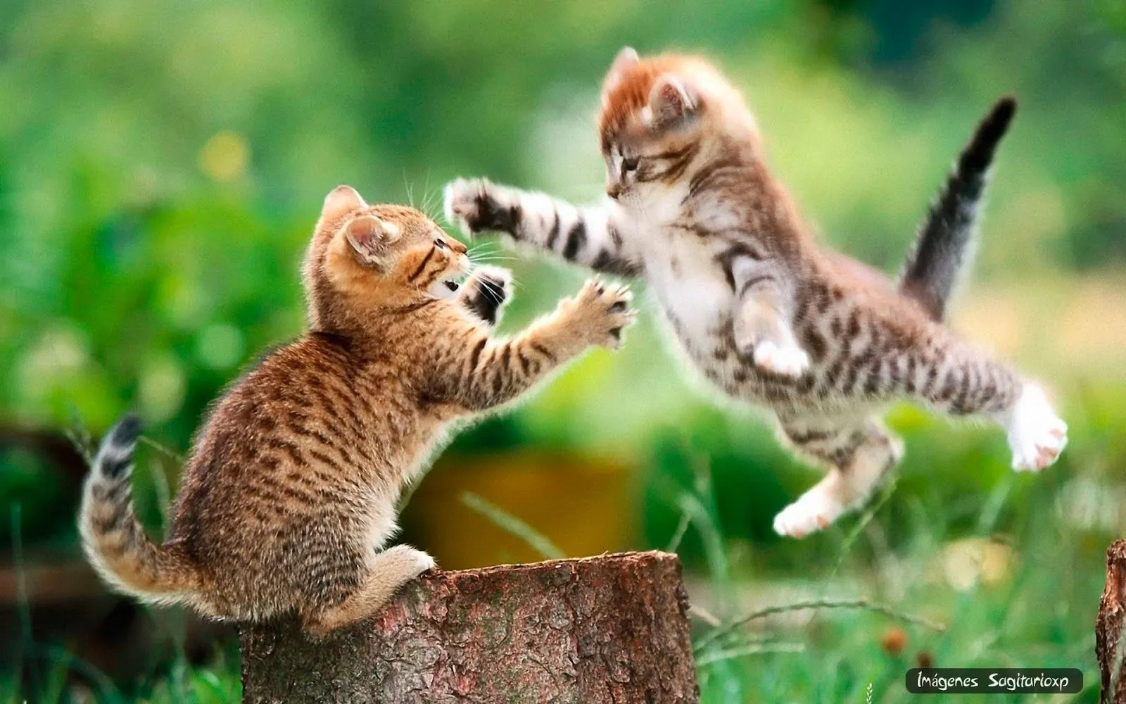 Gatitos luchando | Fondo de pantalla - Imágenes Para Compartir ... Gatitos luchando | Fondo de pantalla - Imágenes Para Compartir ...
