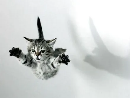 Gatitos con movimiento - Imagui