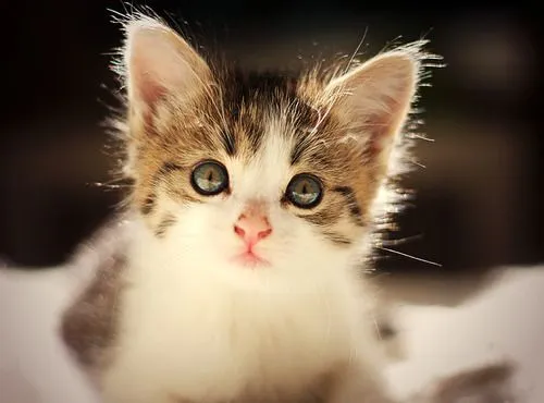 Gatito tumblr - Imagui