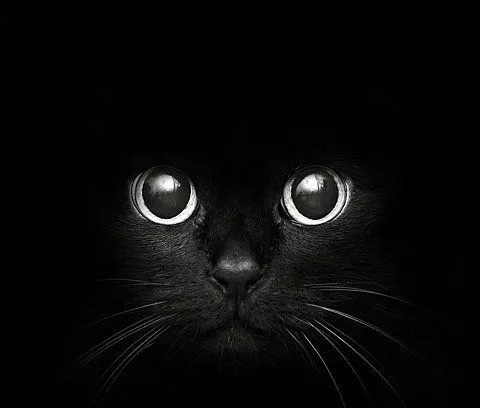 Gatitos negros - Imagui