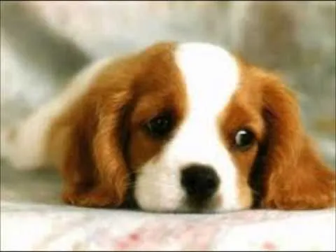 gatitos y perritos , lindos y tiernos - YouTube gatitos y perritos , lindos y tiernos - YouTube