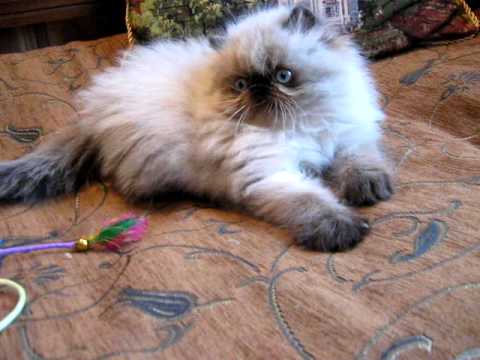 Gatitos Persas Himalayos en venta en Bogota-www.gato-persa.com MVI ... Gatitos Persas Himalayos en venta en Bogota-www.gato-persa.com MVI ...