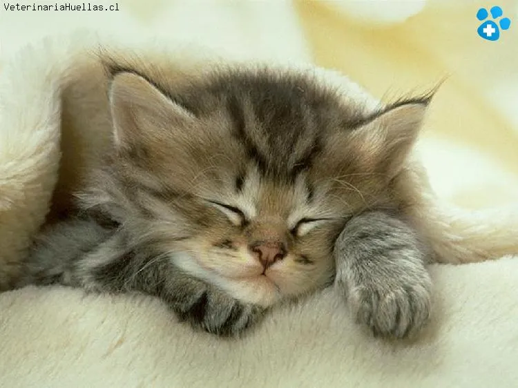 GATITOS TIERNOS
