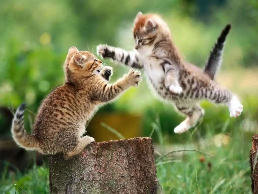  ... de Jarabacoa y del Mundo: Los Gatos.....tiernos y juguetones