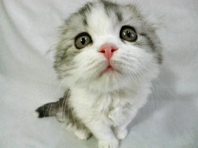 Gifs animales tiernos - Imagui