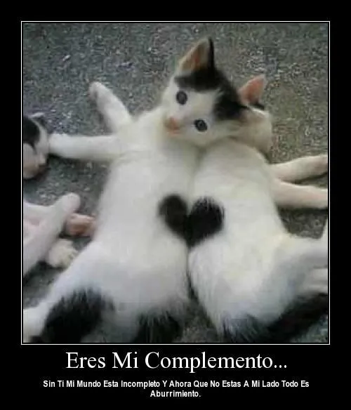 Gatos enamorados con frases - Imagui