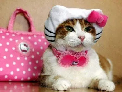 Imagenes y dibujos divertidos de gatos | El gallinero Imagenes y dibujos divertidos de gatos | El gallinero