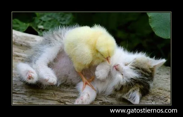 Gatitos tiernos - Los gatos mas tiernos y lindos Los gatos mas ... Gatitos tiernos - Los gatos mas tiernos y lindos Los gatos mas ...