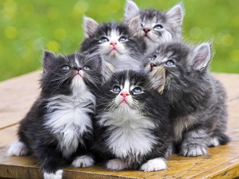 Gatitos tiernos HD - Imagui