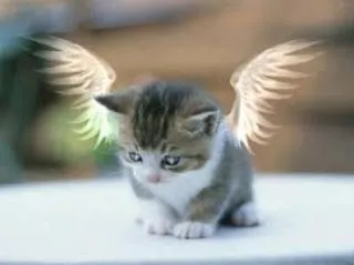 Gatitos tiernos - Imagui