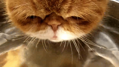Gatitos tiernos con movimiento. | Gifs de Animales | Pinterest ... Gatitos tiernos con movimiento. | Gifs de Animales | Pinterest ...