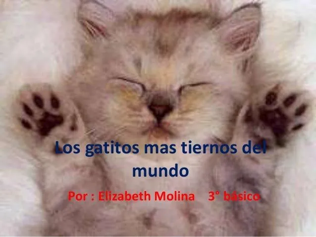 Los gatitos mas tiernos del mundo