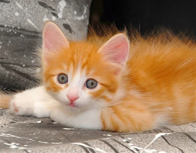 Los gatitos más tiernos Parte 2 | noticias sobre la pagina msn