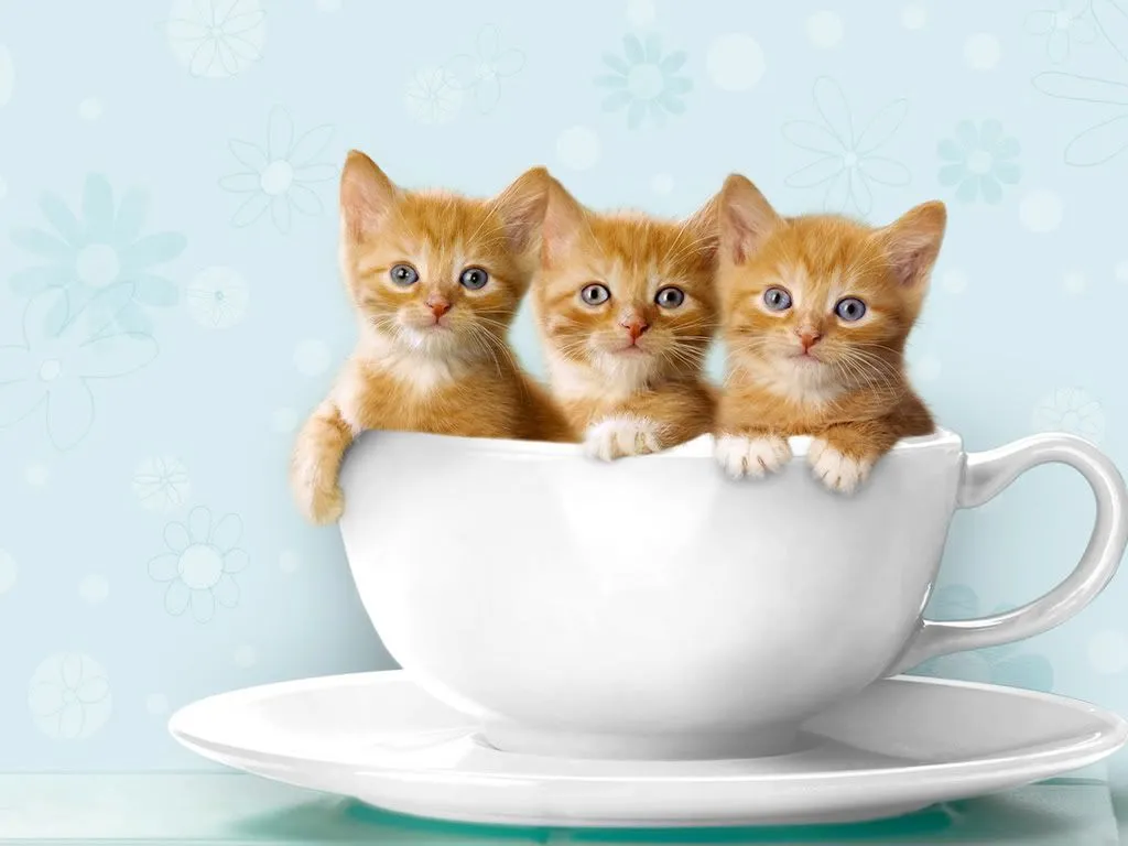 Gatitos tiernos wallpapers - Imagui
