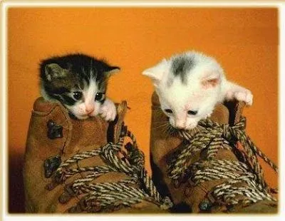 Gatitos Tiernos en Un zapato