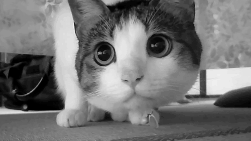 Gatitos tumblr gif - Imagui