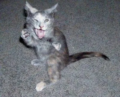 Gato Accesorios: GATOS DIVERTIDOS