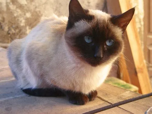 Gato acostado. | Flickr - Photo Sharing!