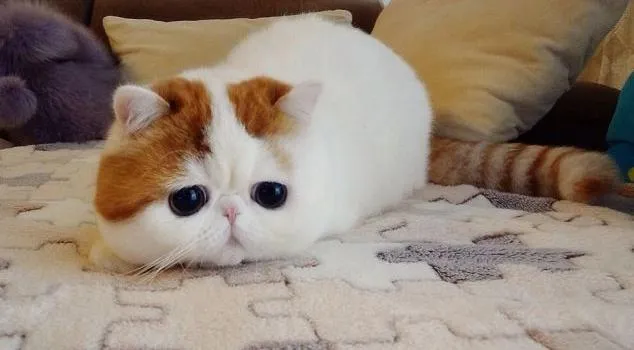 Gatitos Super Tiernos - Chismes Mundo | Chismes Mundo