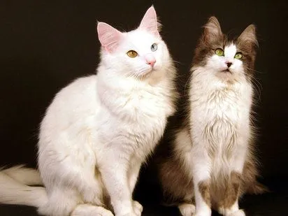 Gato de Angora Turco | Cuidar de tu gato es facilisimo.com Gato de Angora Turco | Cuidar de tu gato es facilisimo.com