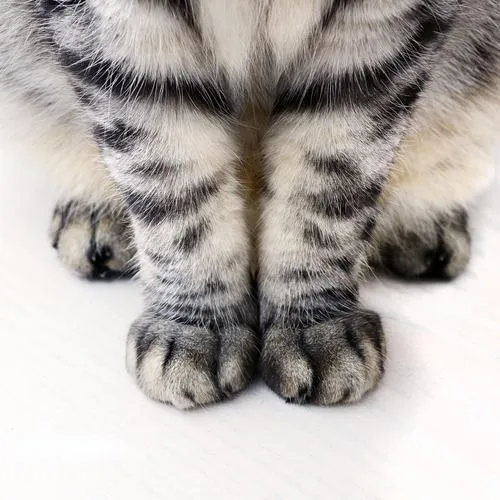 gato atigrado | Tumblr