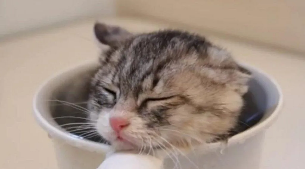 videos tiernos de gatos | Cuidar de tu gato es facilisimo. videos tiernos de gatos | Cuidar de tu gato es facilisimo.