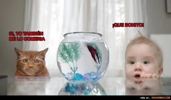 gato-y-bebe-comparten-ideas- ...