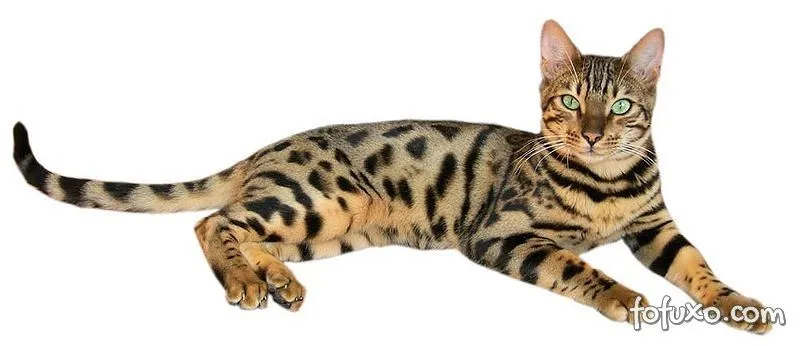 Gato de bengala (Bengal) - Raças de Gatos