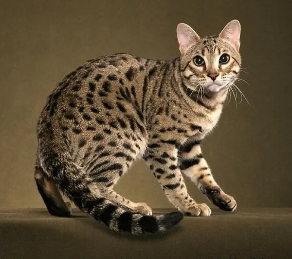 Gato de Bengala. Precio: 600 € - 2.000 € | Mascotas.