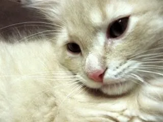 Gato blanco, la cara | Descargar Fotos gratis Gato blanco, la cara | Descargar Fotos gratis