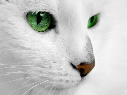 Gato blanco con ojos verdes | Hablar en serio Gato blanco con ojos verdes | Hablar en serio