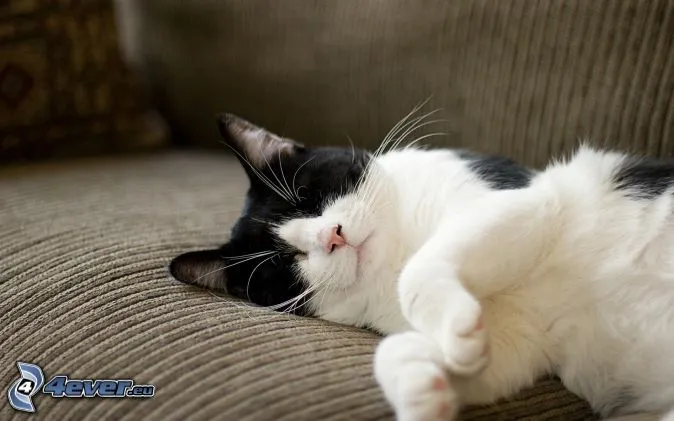 Gatitos en blanco y negro - Imagui