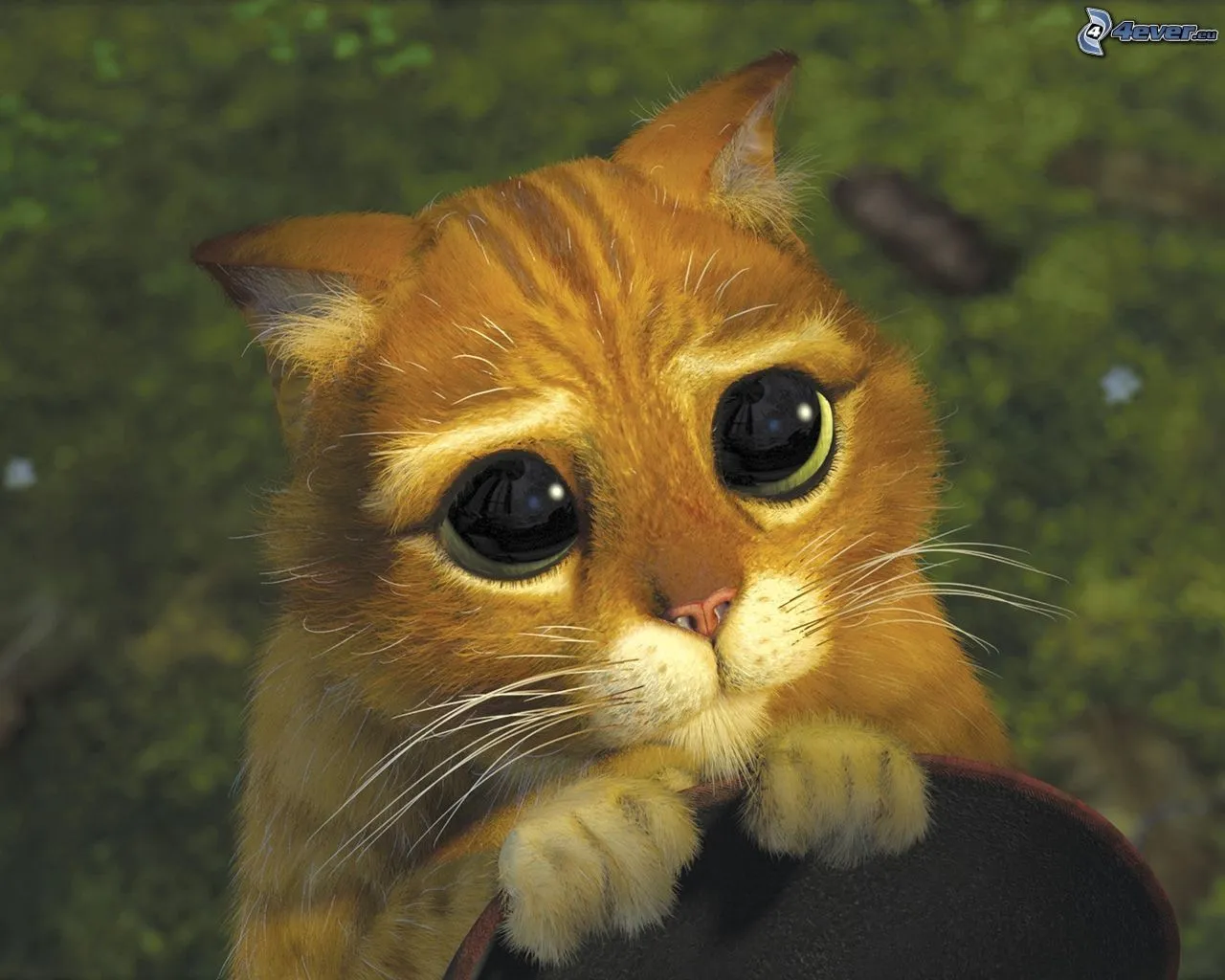 Gato en Botas