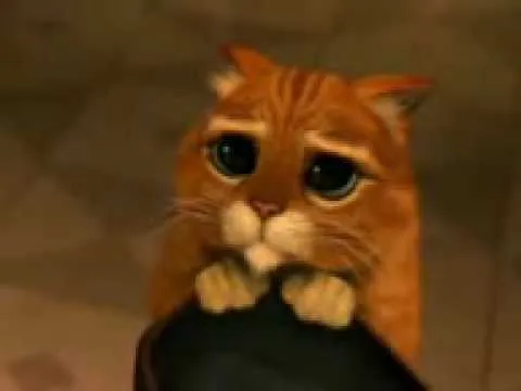 Gato adentro o gato afuera?