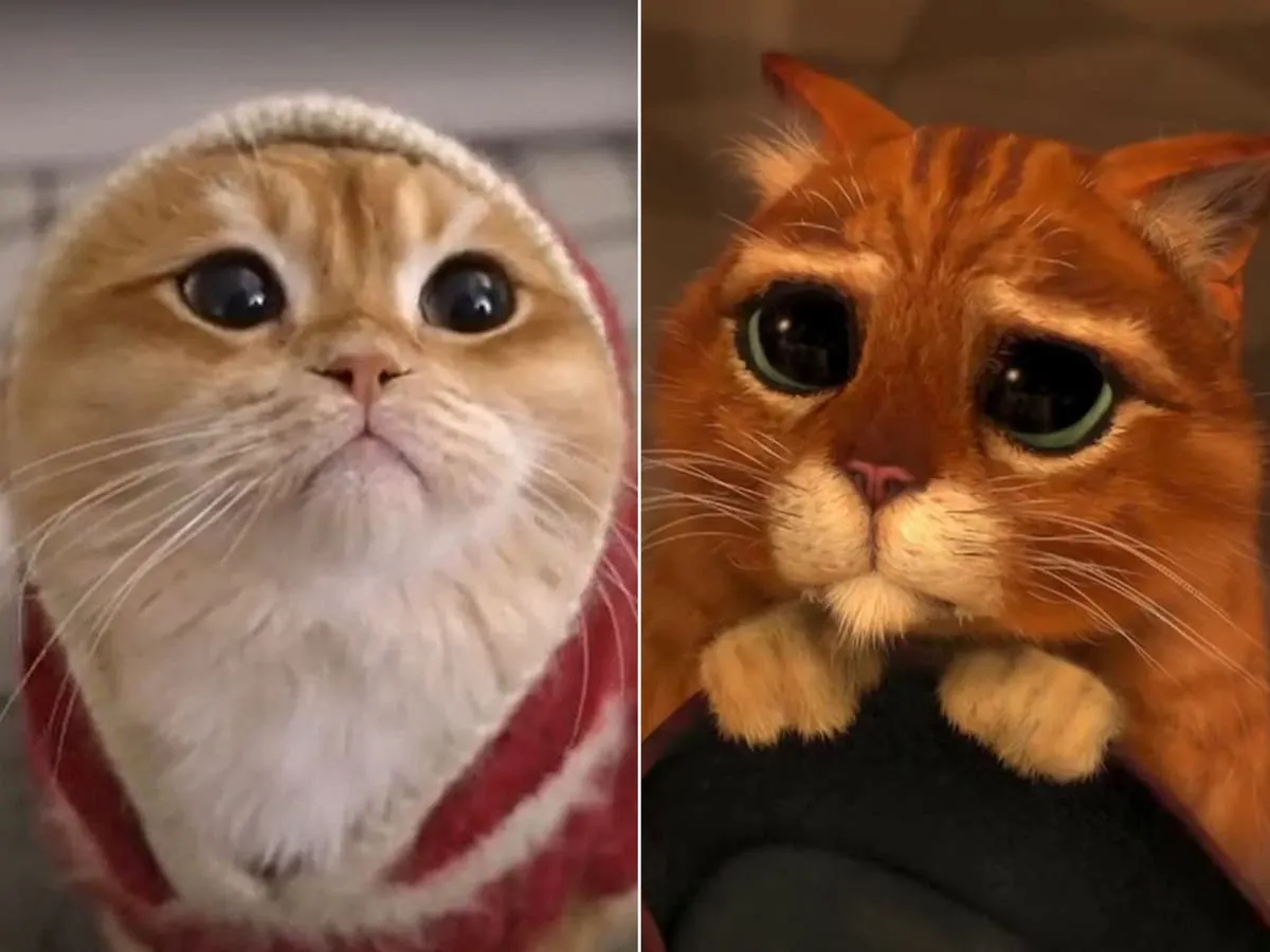 Gato con Botas de la vida real acumula 600.000 seguidores en Instagram |  Independent Español