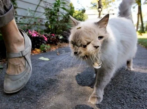 El gato de dos cabezas: sin trucos | Es alucinante El gato de dos cabezas: sin trucos | Es alucinante