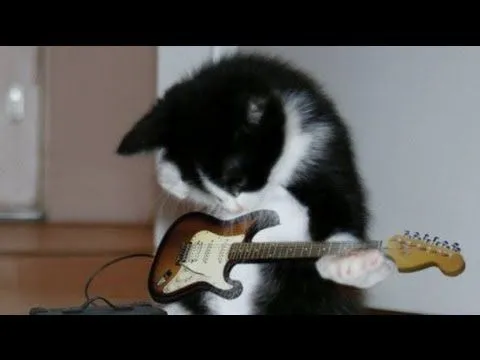 Gato canta rock/ Cat sings rock/ Gato rockero/ Gatos locos / Gatos ... Gato canta rock/ Cat sings rock/ Gato rockero/ Gatos locos / Gatos ...