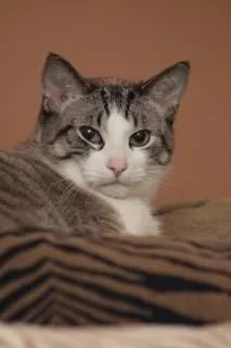 gato, cara de gato | Descargar Fotos gratis gato, cara de gato | Descargar Fotos gratis
