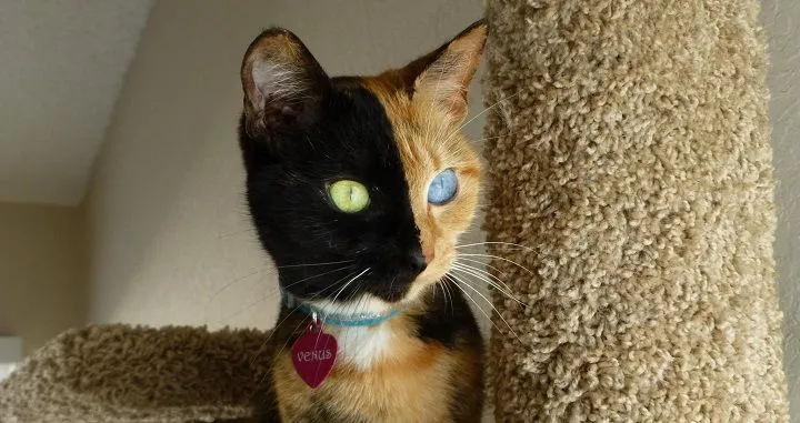 Un gato con dos caras