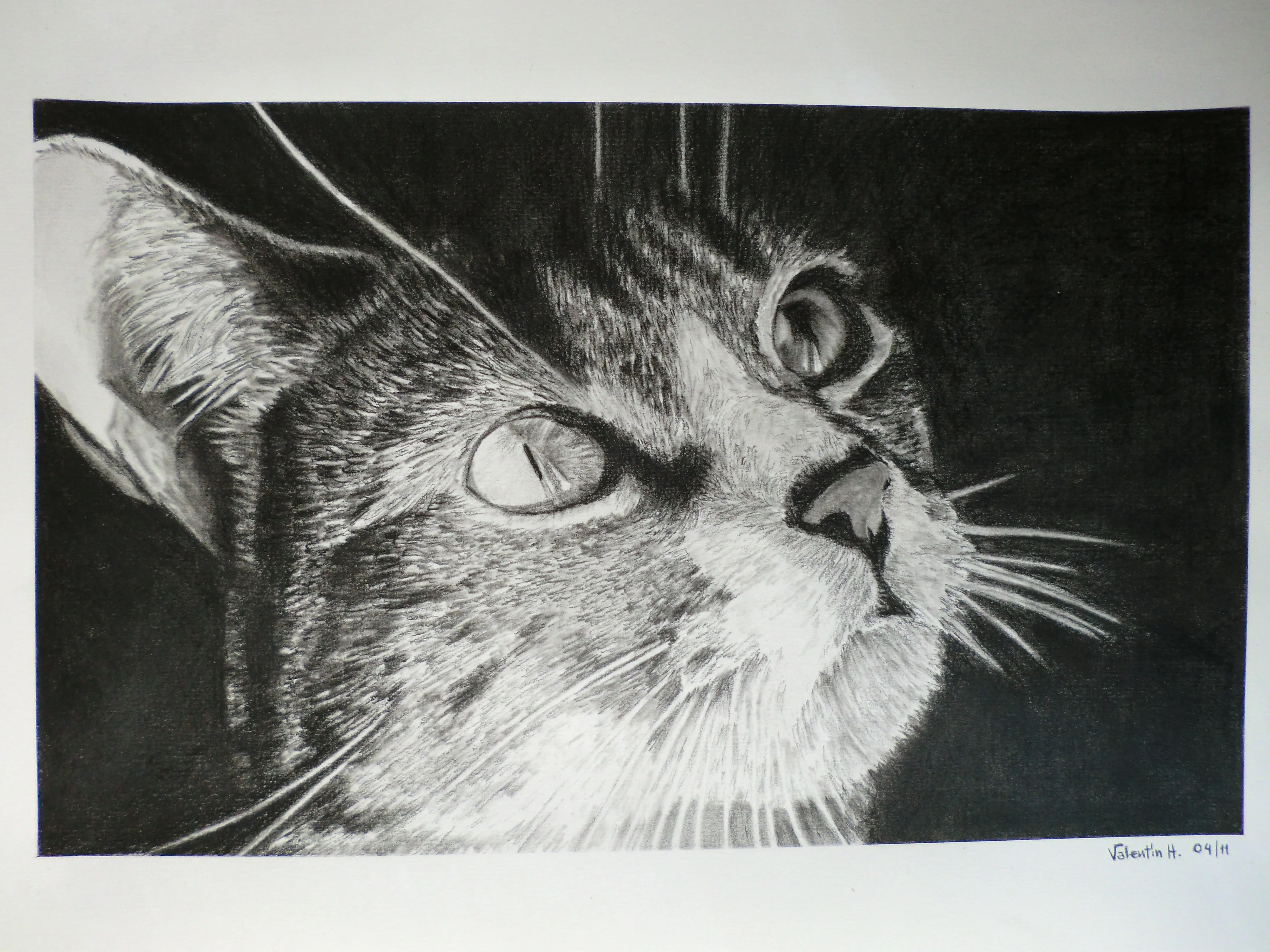 GATO (carboncillo) | Dibujo a lápiz