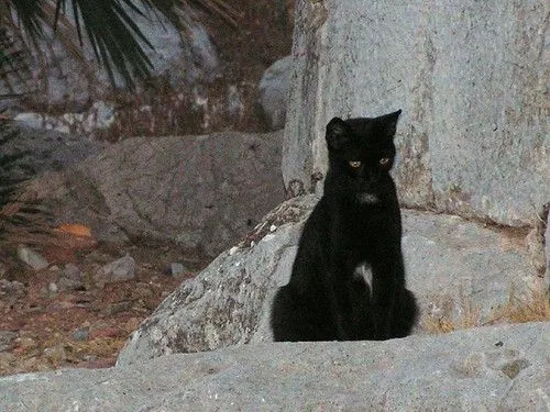 El gato triste
