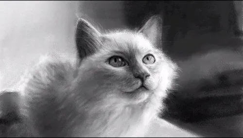 Como dibujar un gato realista - Imagui Como dibujar un gato realista - Imagui