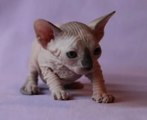 Fotos de sphynx gato egipcio sin pelo pedigree - Madrid - Animales ... Fotos de sphynx gato egipcio sin pelo pedigree - Madrid - Animales ...