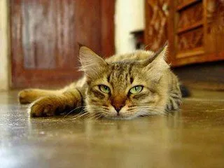 cuando tenga un gato que haya sido emocionalmente abusado tendra cuando tenga un gato que haya sido emocionalmente abusado tendra