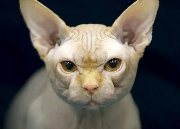 Gato esfinge - Taringa!