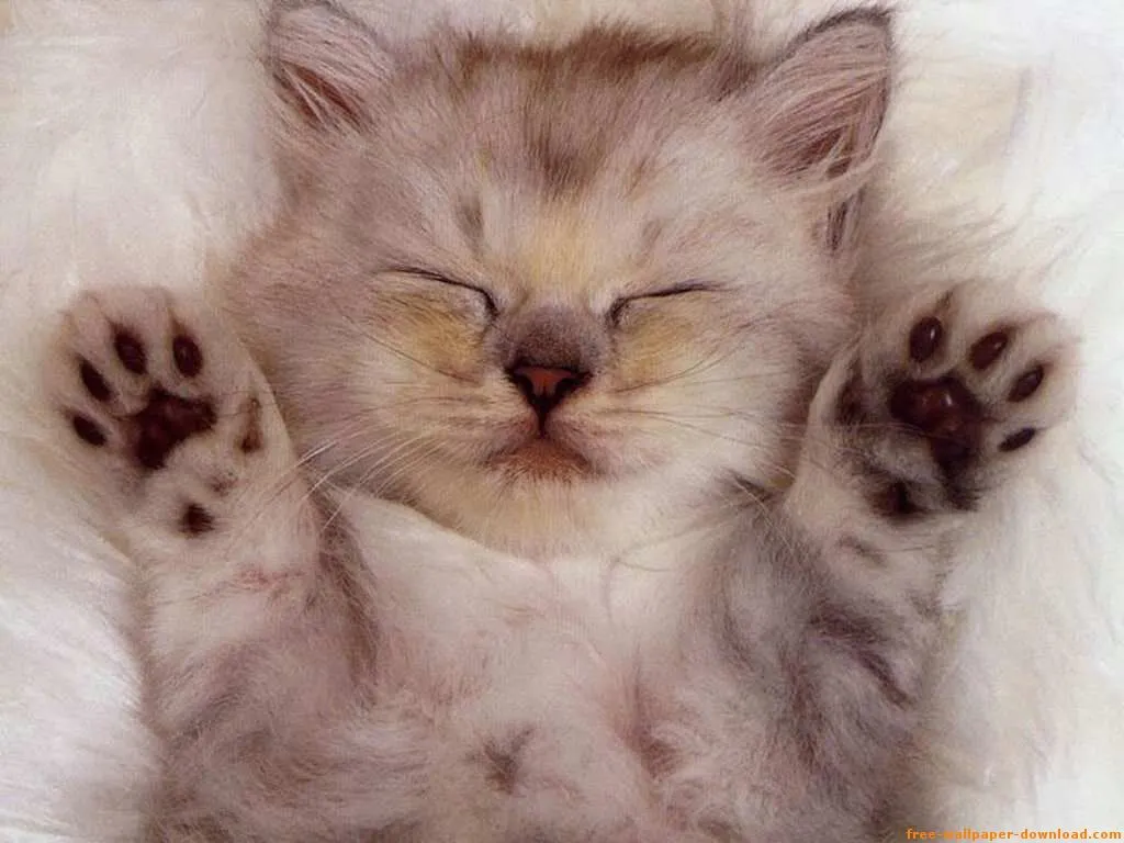 Gato Gracioso Durmiendo Parece Un Meme Pictures